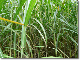 Miscanthus as a BioFuel